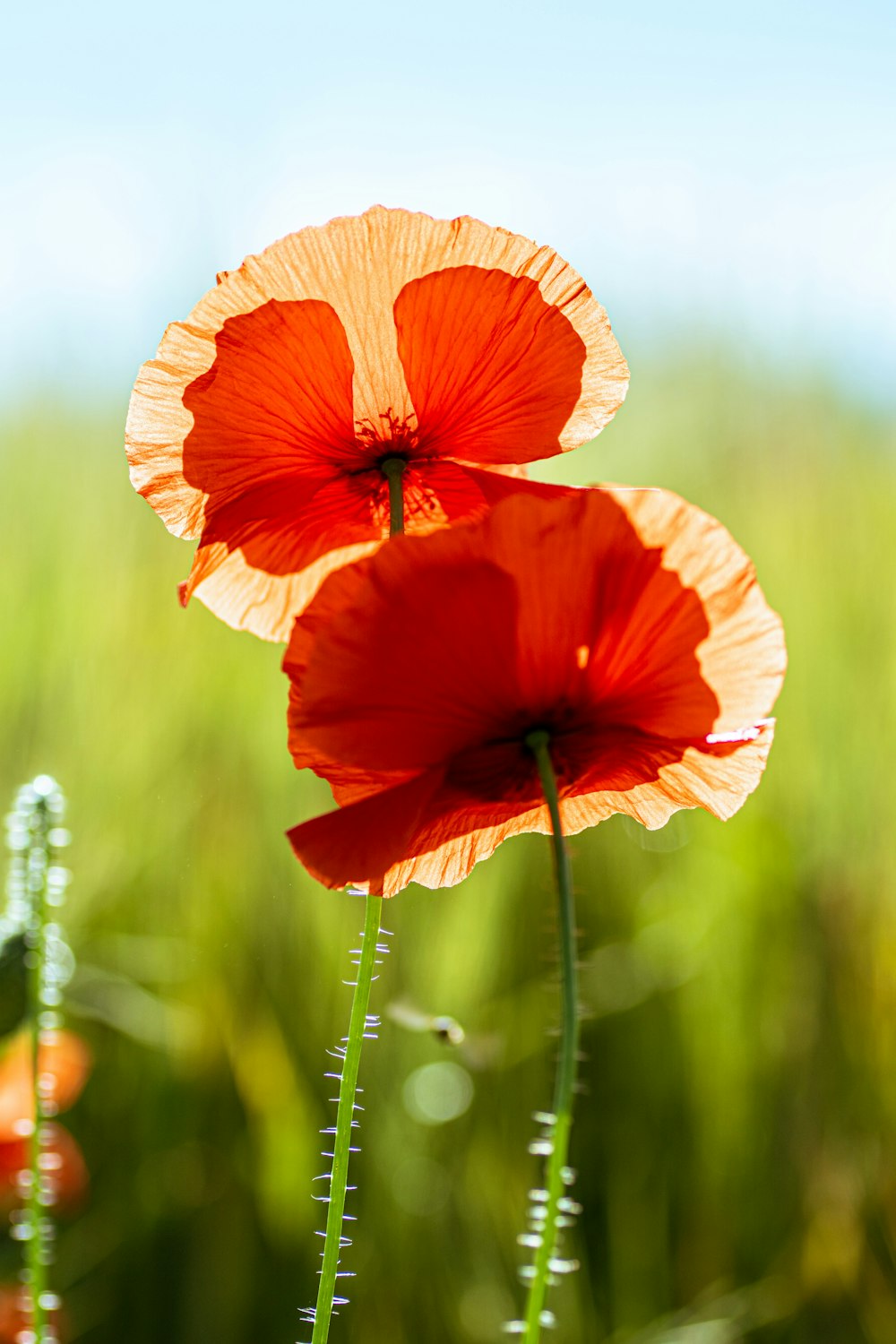 orange poppy in bloom during daytime