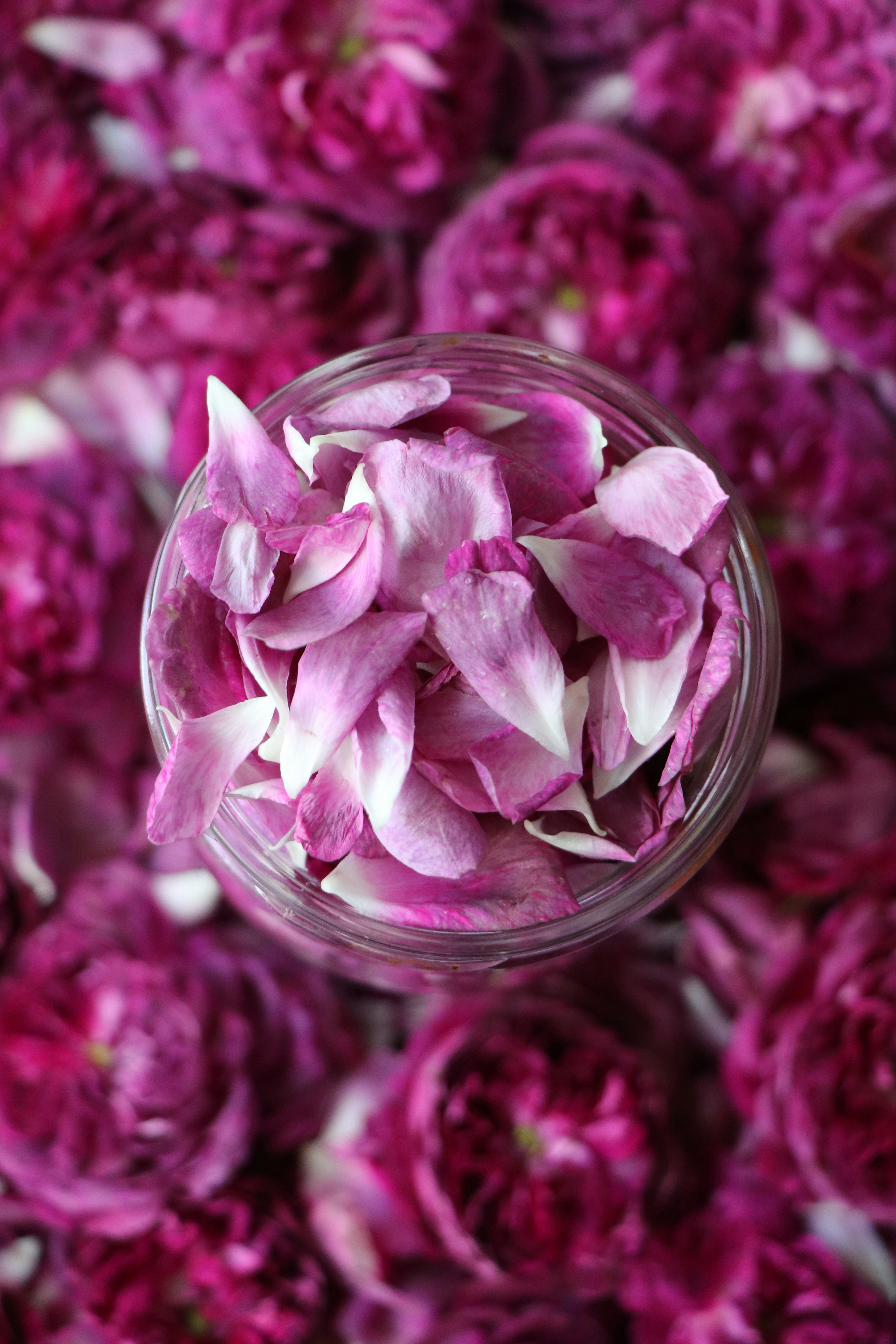 pink flower in clear glass container