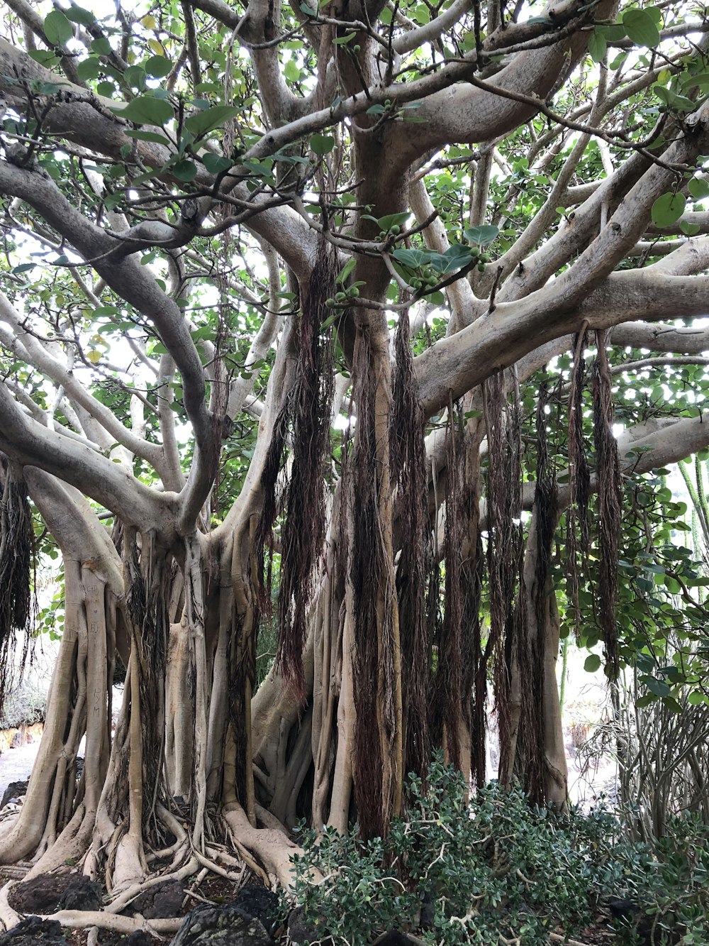 brown tree branches during daytime