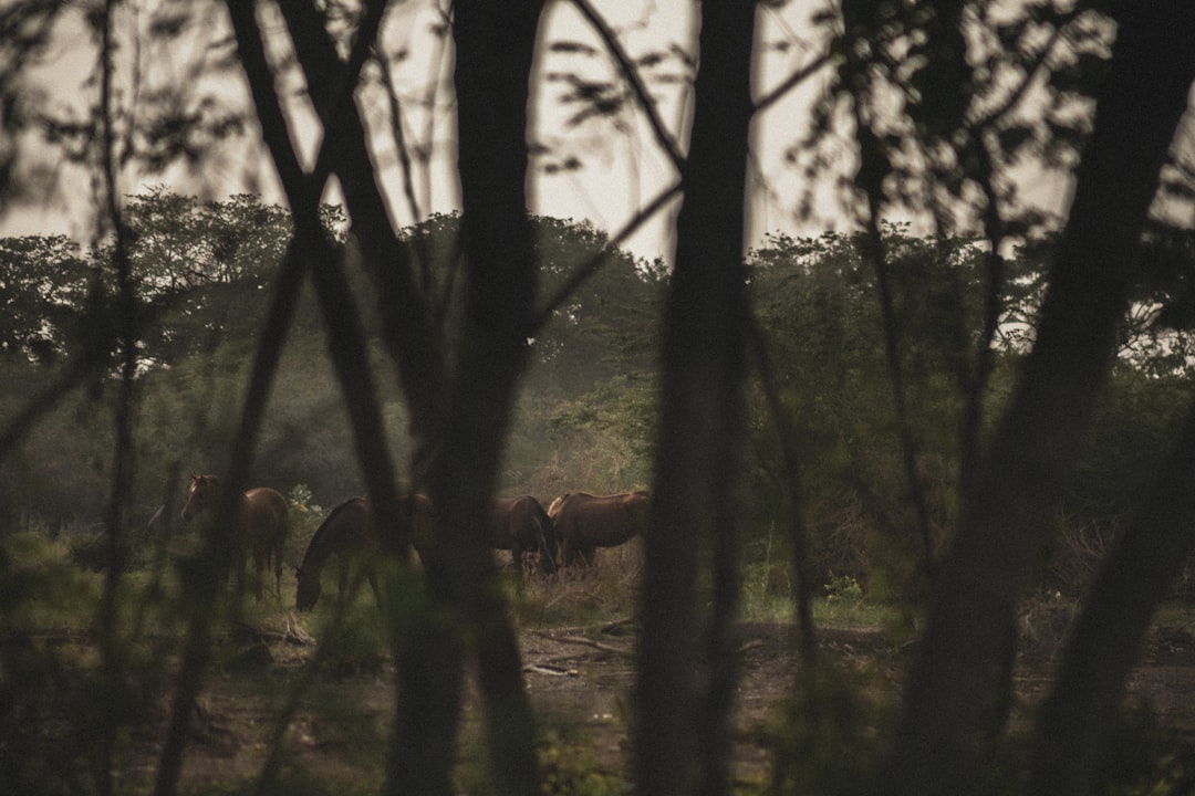 travelers stories about Natural landscape in Portmore, Jamaica