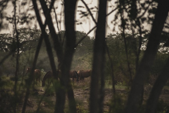 brown deer in forest during daytime in Portmore Jamaica