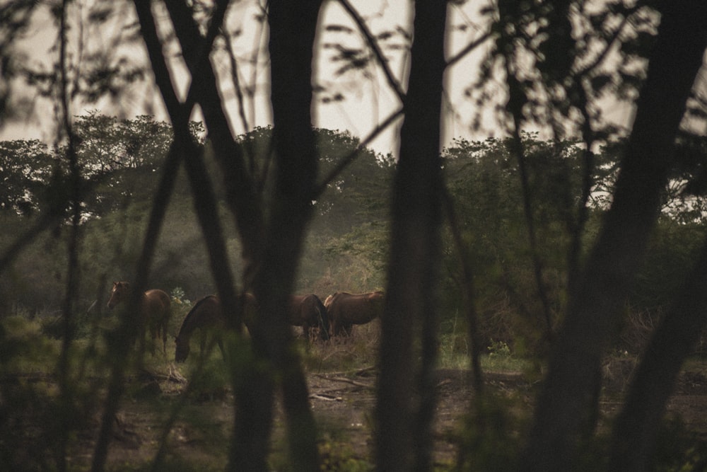 brown deer in forest during daytime