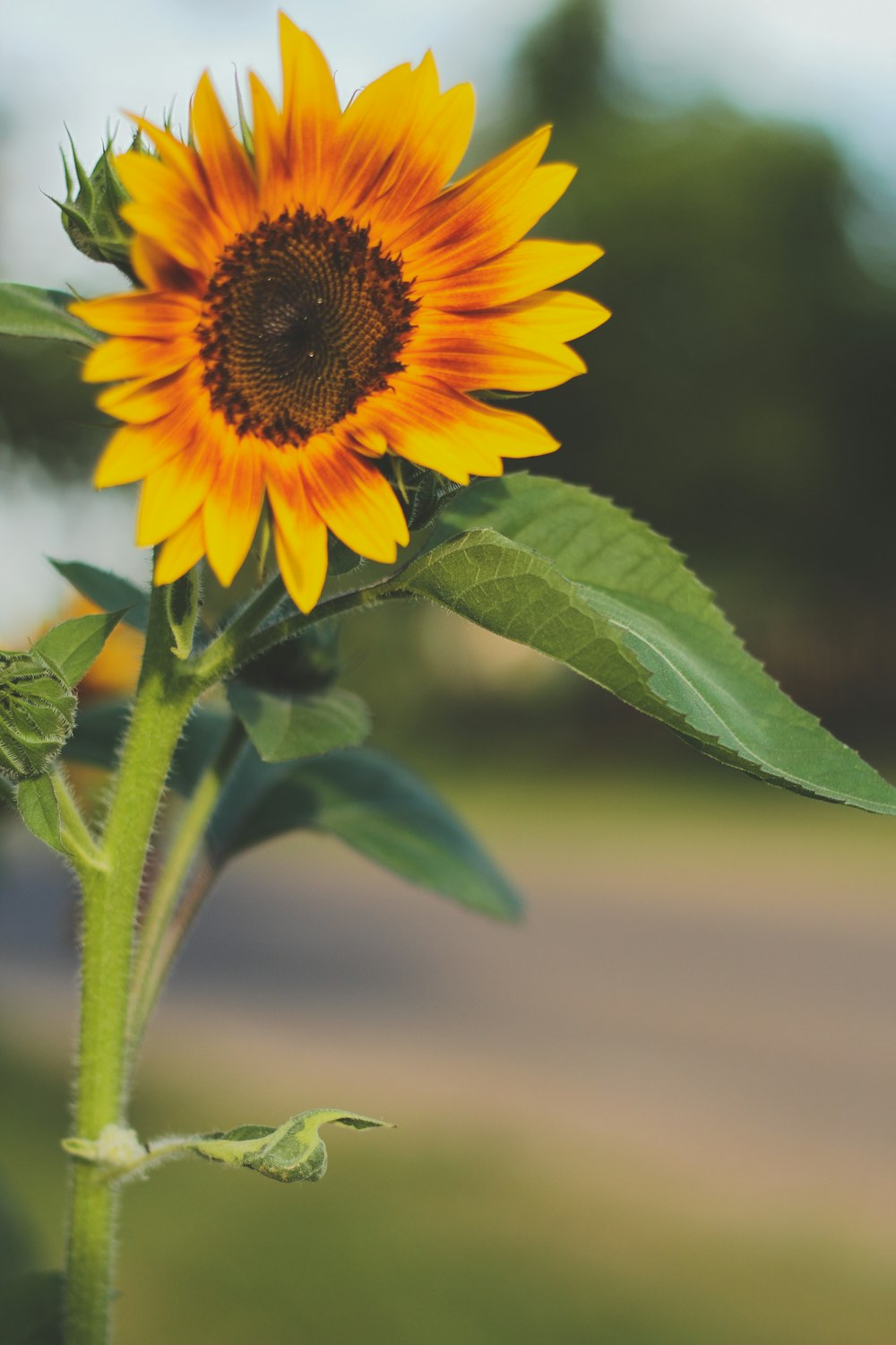 yellow sunflower in bloom during daytime