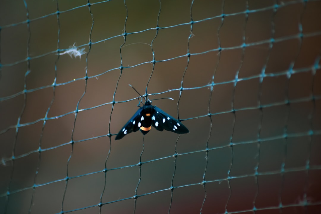 black and white butterfly on white metal fence during daytime