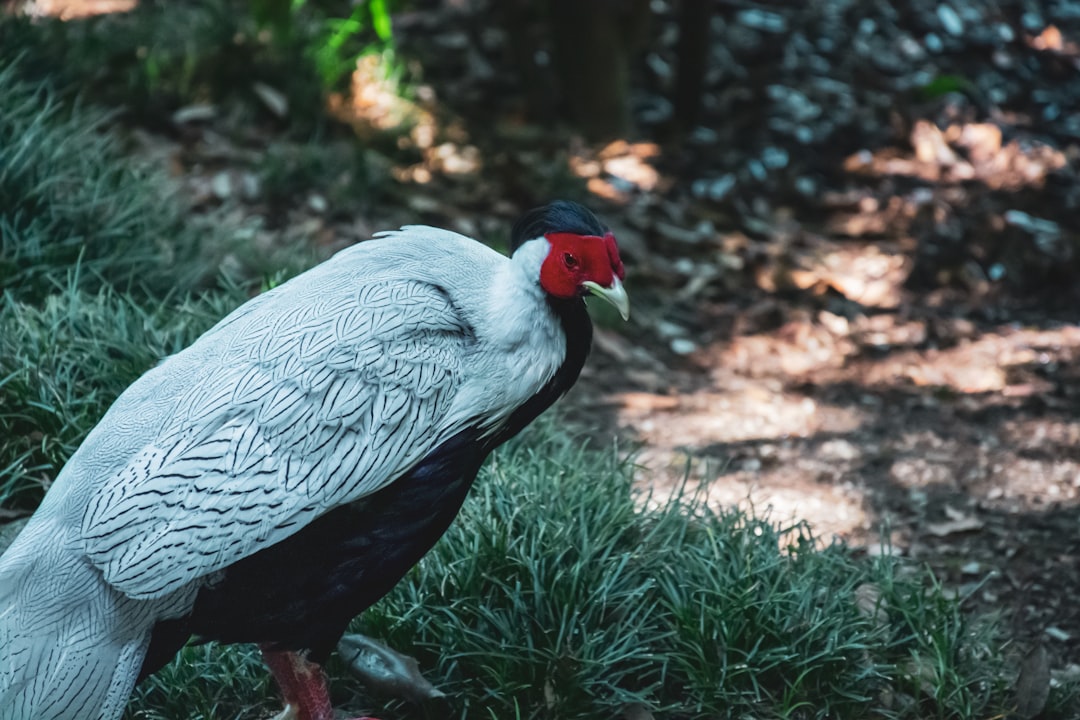 Wildlife photo spot Parco Pallavicino Monte Due Mani