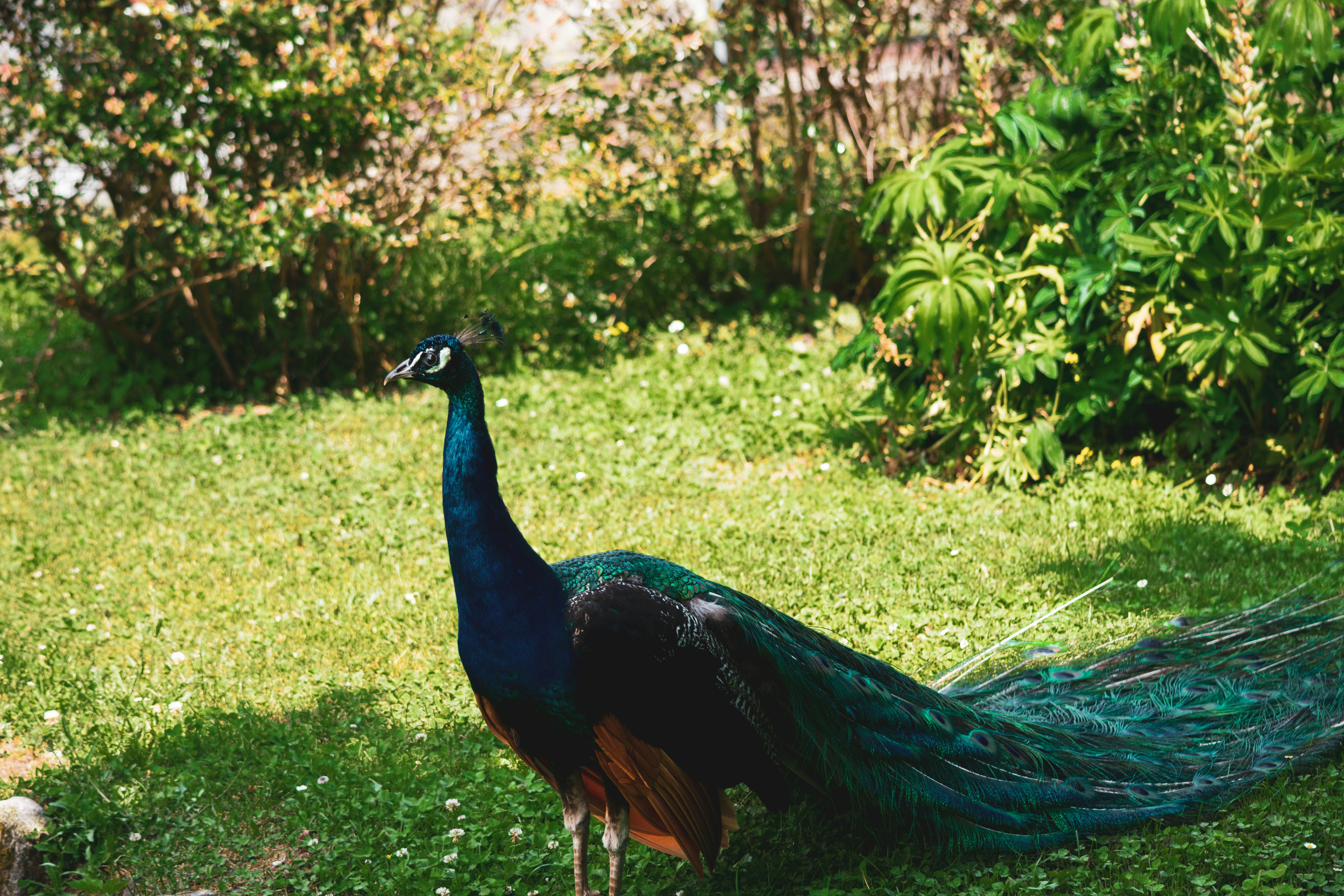 blue peacock on green grass field during daytime