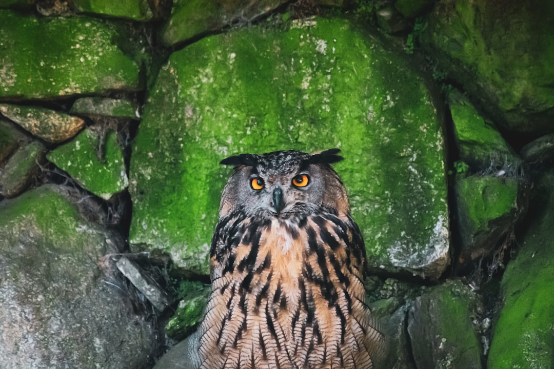 black and brown owl on gray rock