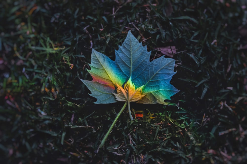 green and yellow maple leaf on green grass