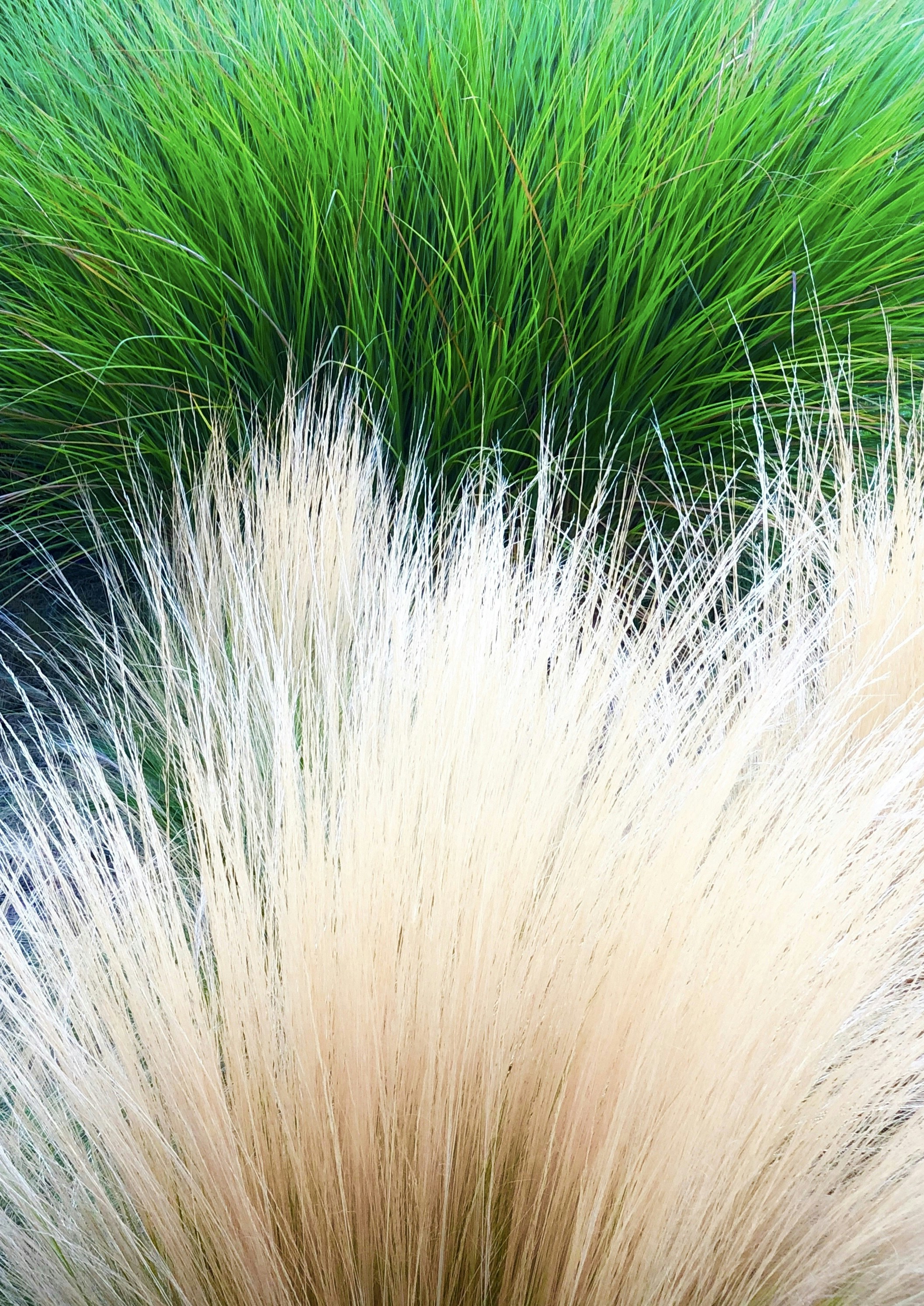 green palm plant in close up photography