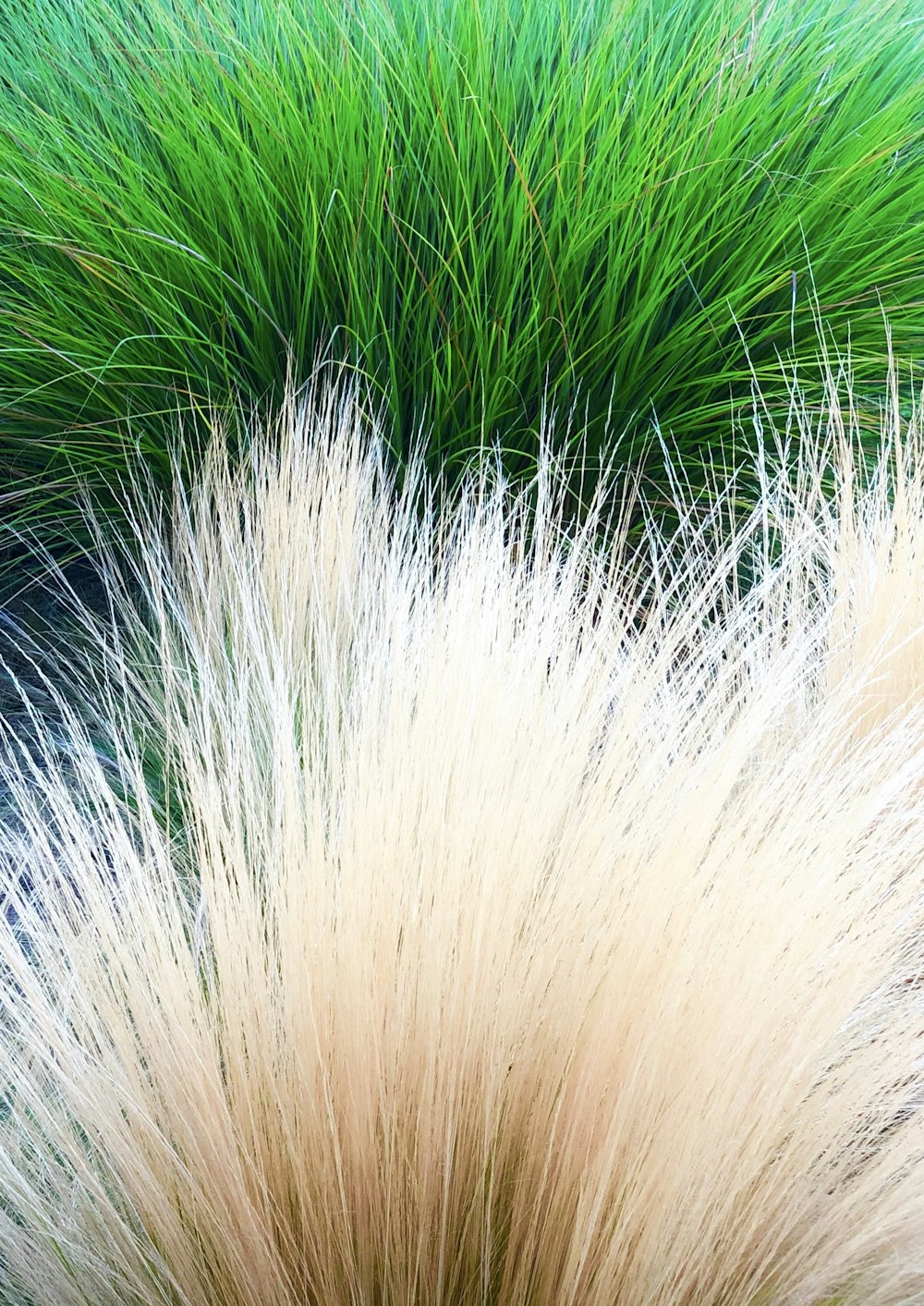 green palm plant in close up photography