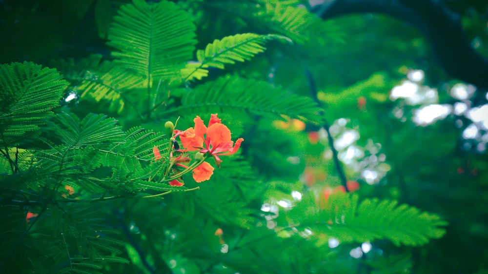 red flower in tilt shift lens