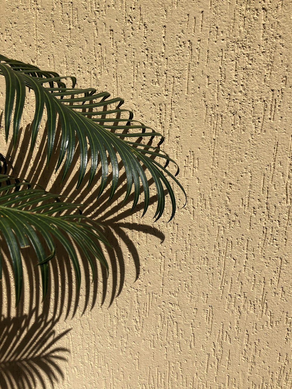 green plant beside white wall
