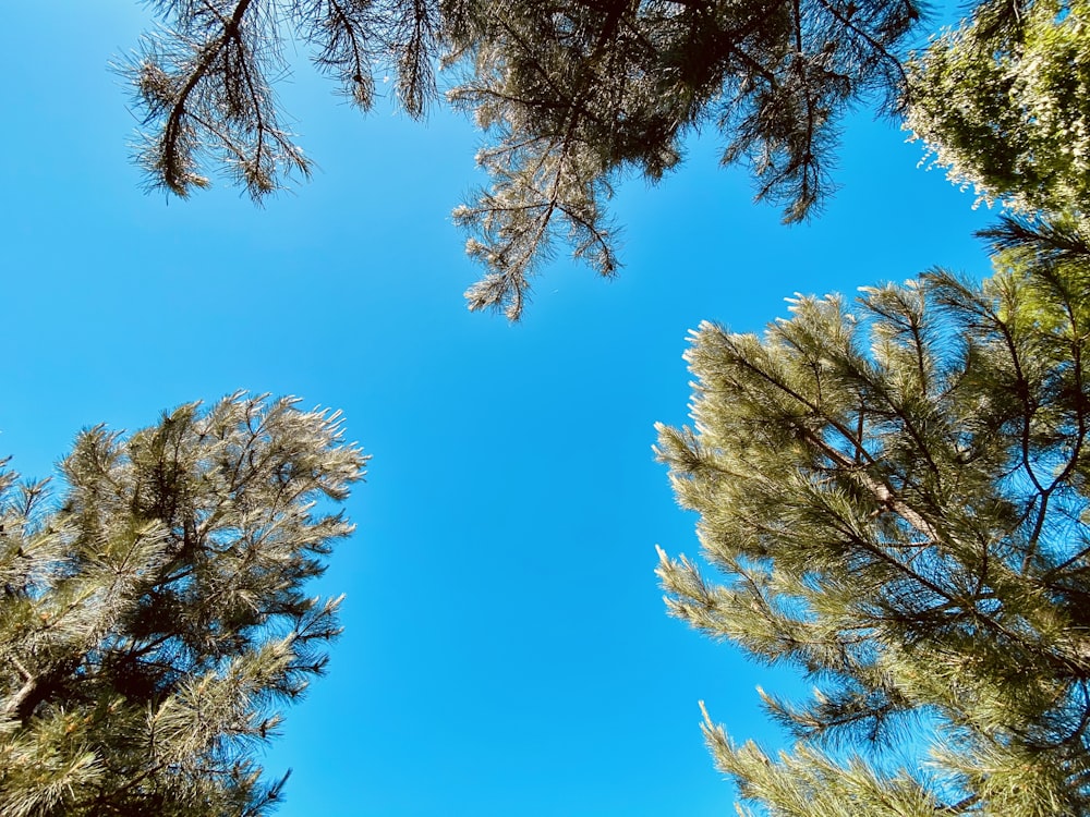brown and green trees under blue sky during daytime
