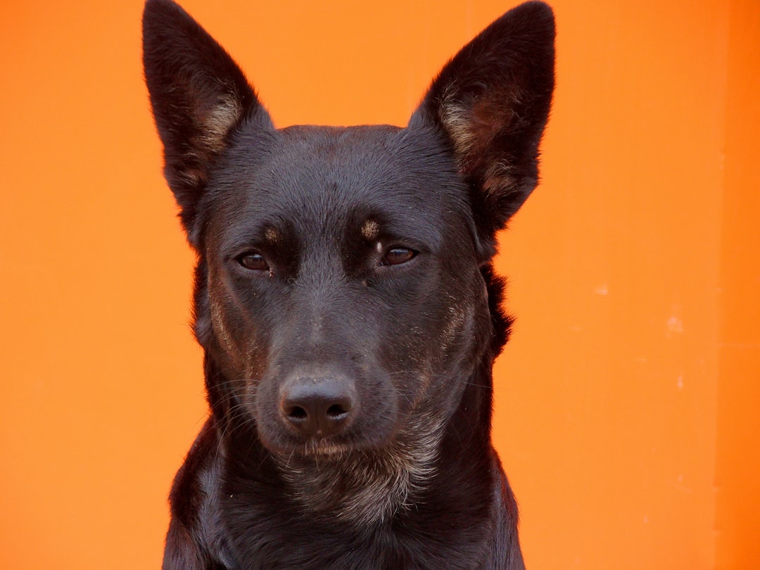 Faithful dog. 
A wise black dog is waiting for his master, carefully peering at passers-by.