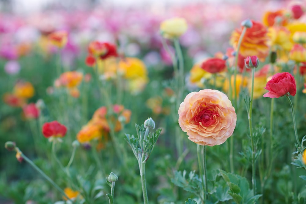 pink and yellow flower field during daytime