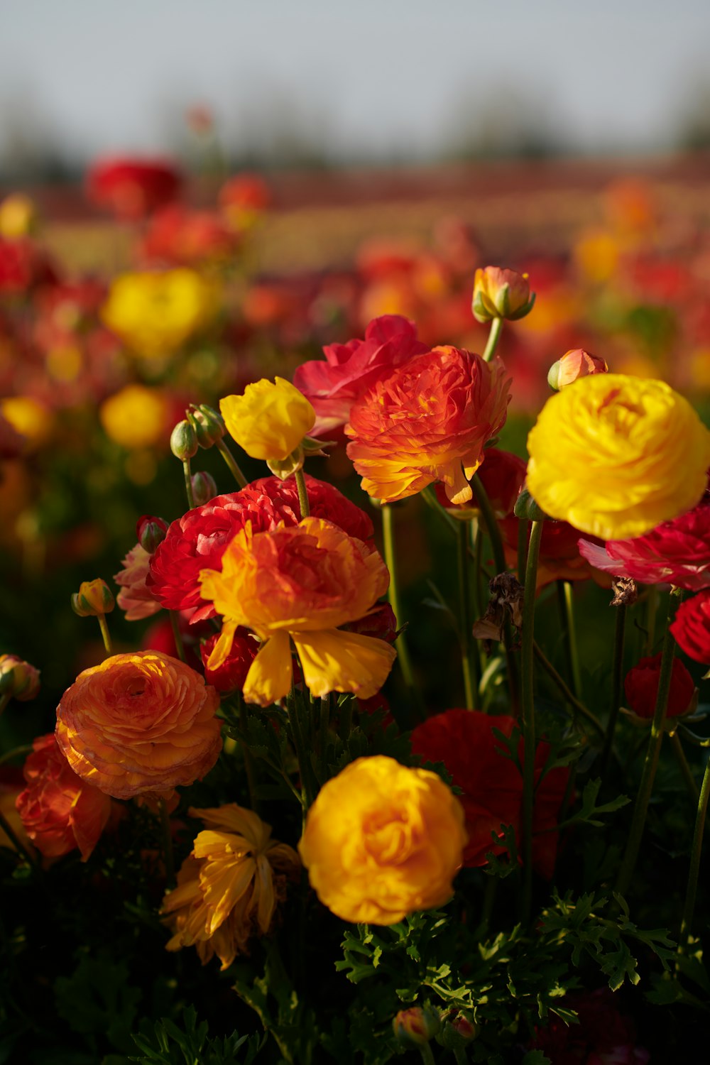 yellow and red flowers in tilt shift lens