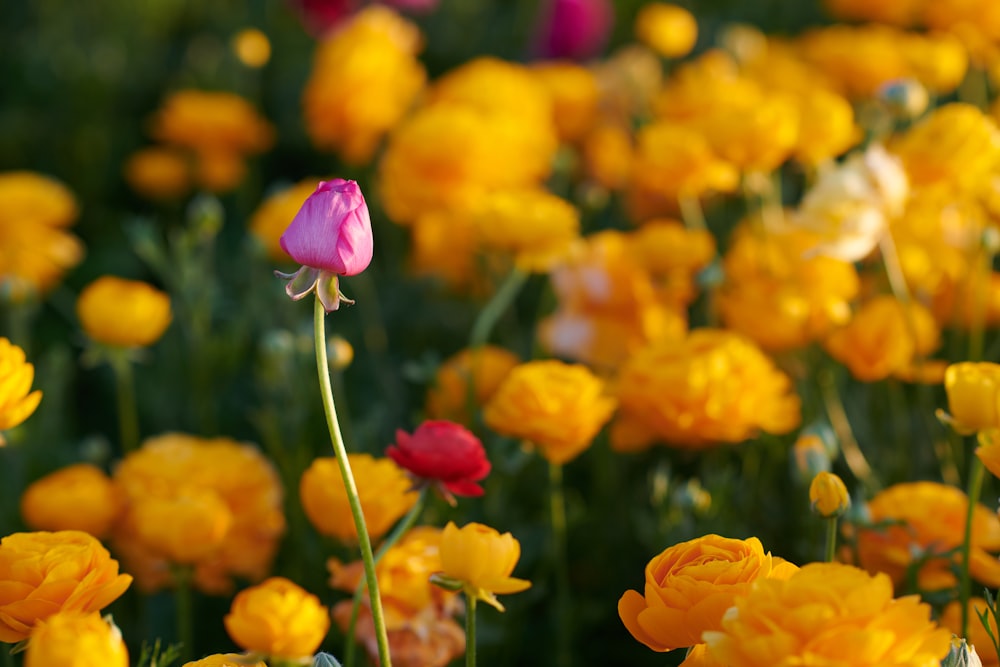 pink and yellow flowers in tilt shift lens