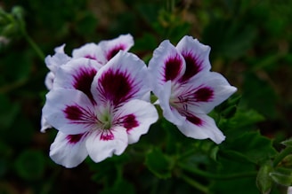 white and purple flower in macro shot