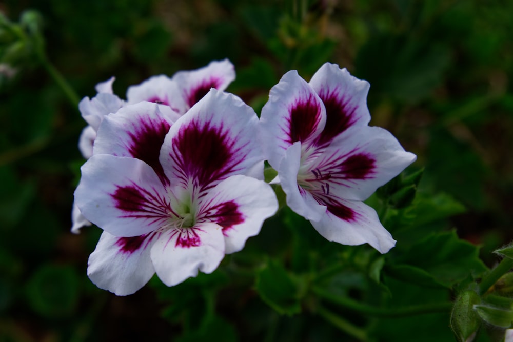 Weiße und lila Blume in Makroaufnahme