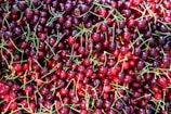 A large pile of ripe, red cherries with green stems intertwined.