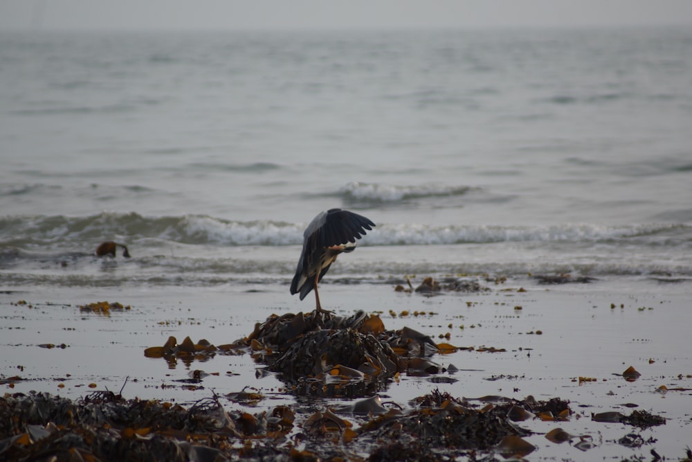 pássaro preto e branco voando sobre o mar durante o dia