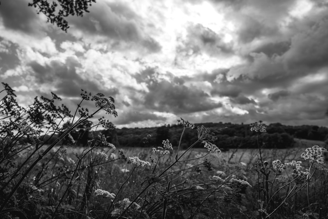 grayscale photo of leafless trees under cloudy sky