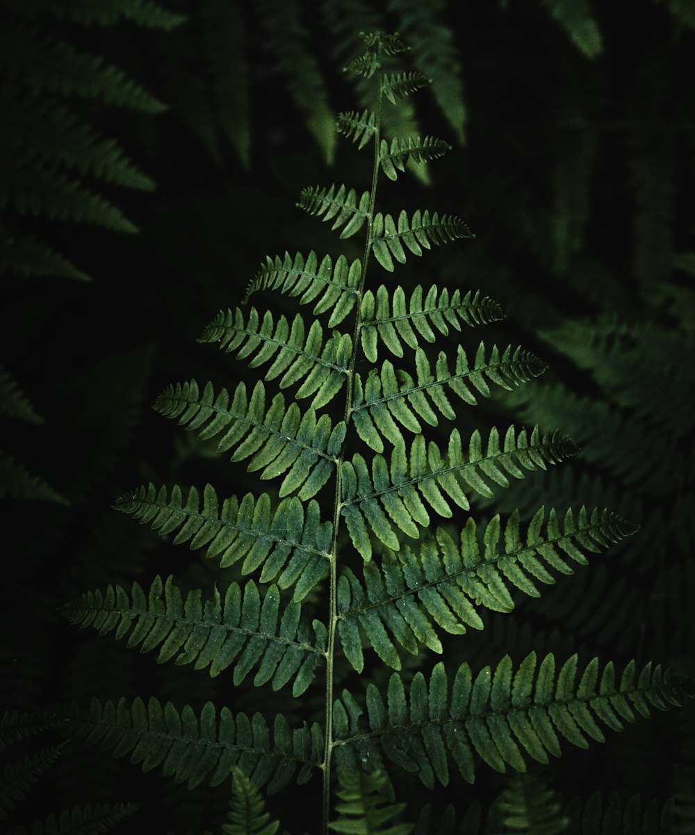 green fern plant in close up photography