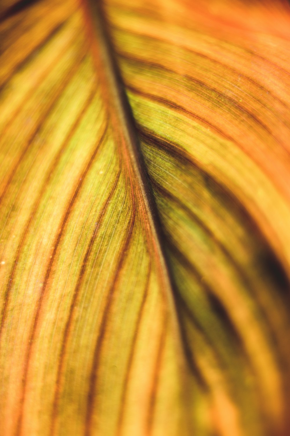 brown and green leaf in macro photography