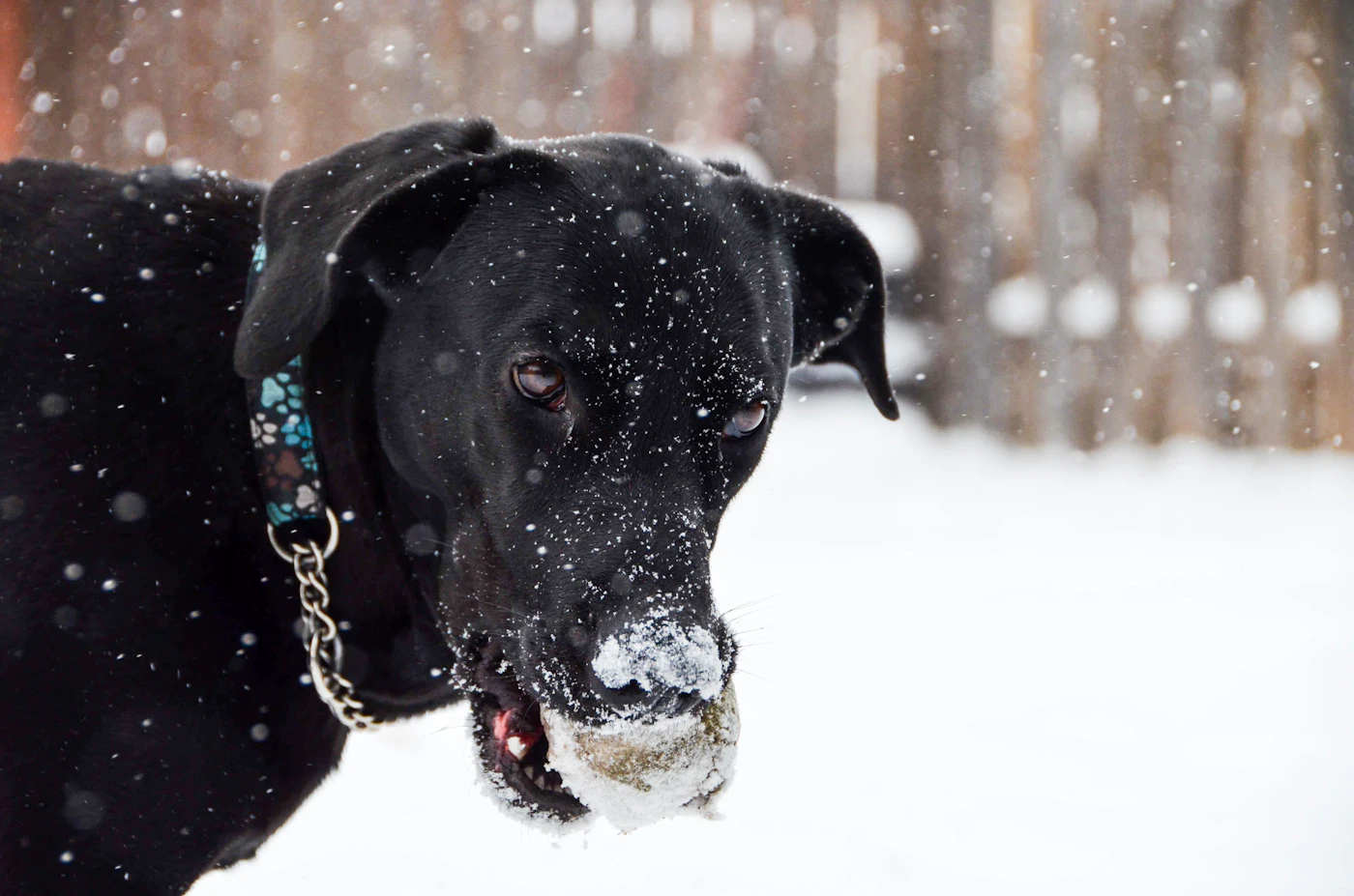A calm black dog with a patterned collar standing in a snowy backyard during light Ontario snowfall