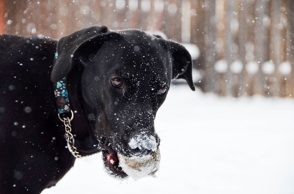 black labrador retriever on snow covered ground during daytime
