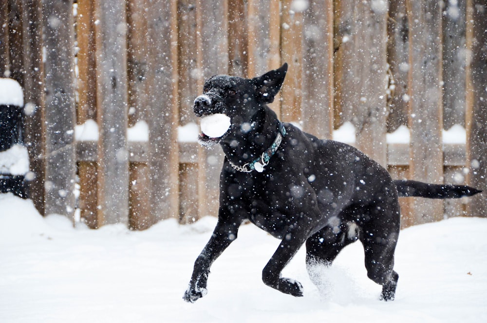 昼間の雪に覆われた地面の黒いショートコートの犬