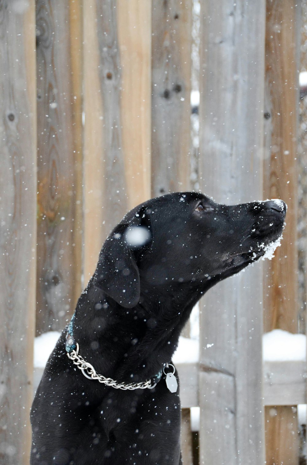 black labrador retriever with brown leash