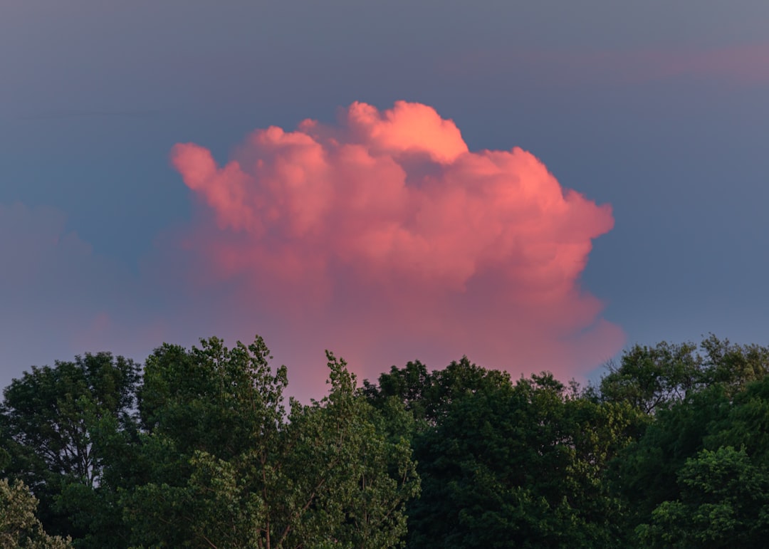 green trees under orange clouds