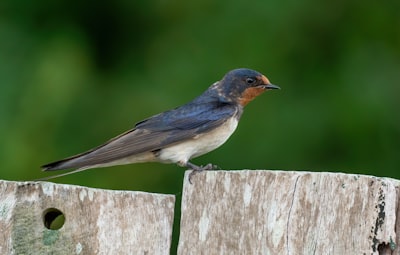 blue and brown bird on brown wooden fence during daytime