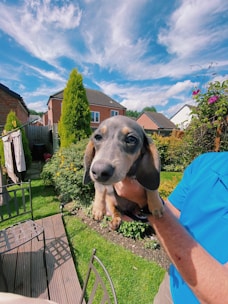 A happy dog breeder gently holding a puppy in a green outdoor setting.