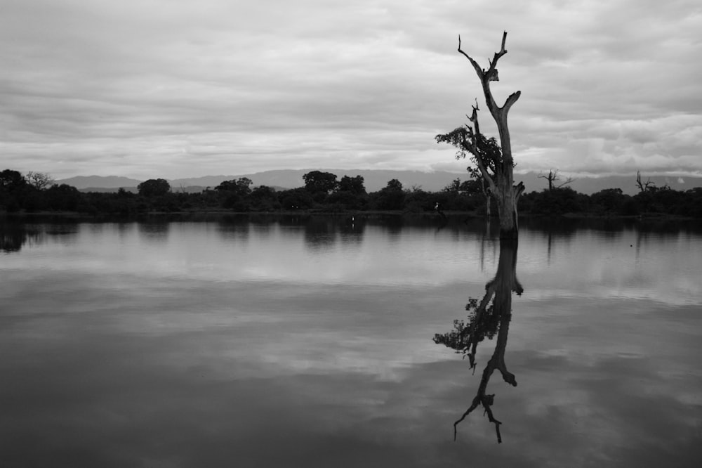 grayscale photo of leafless tree near body of water