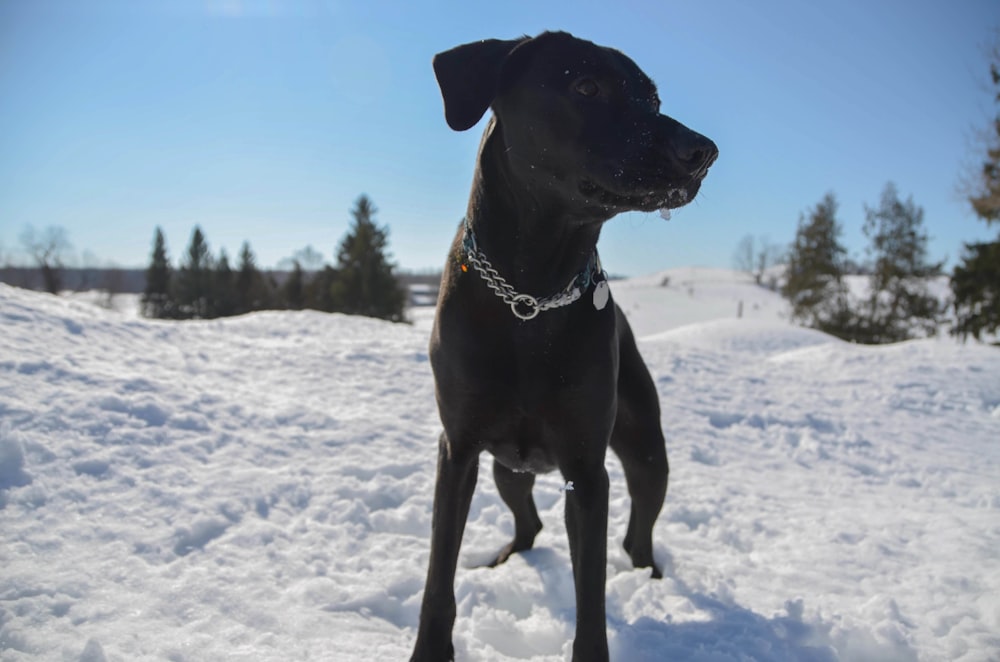 cão médio preto de pelagem curta no chão coberto de neve durante o dia
