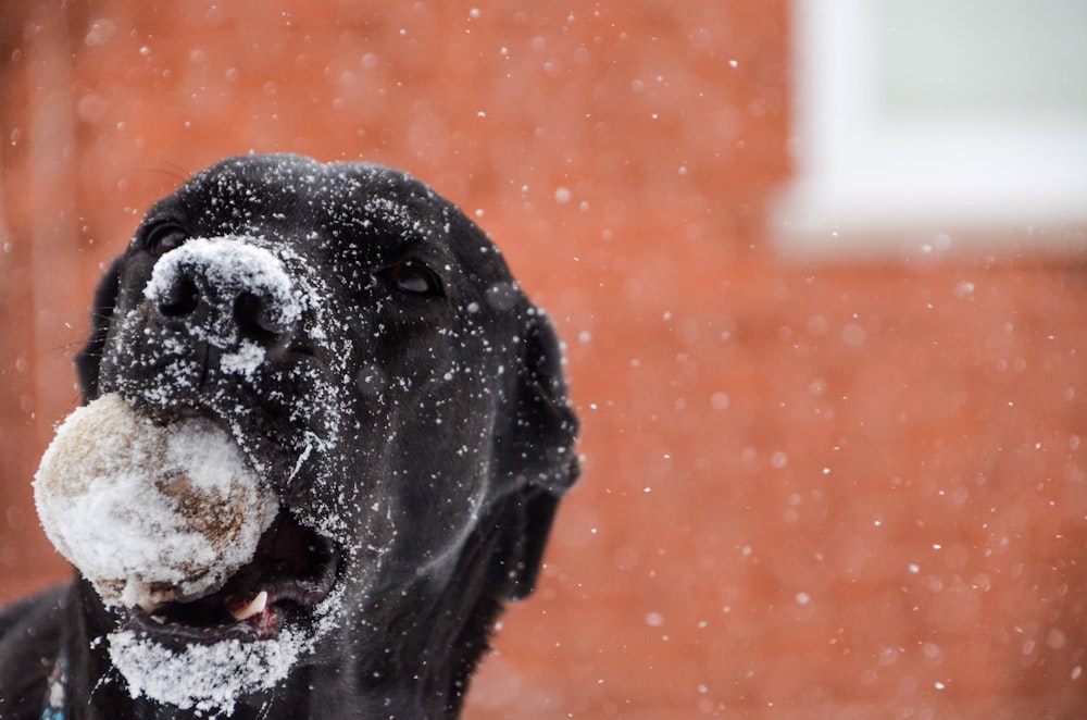 black labrador retriever on brown concrete floor