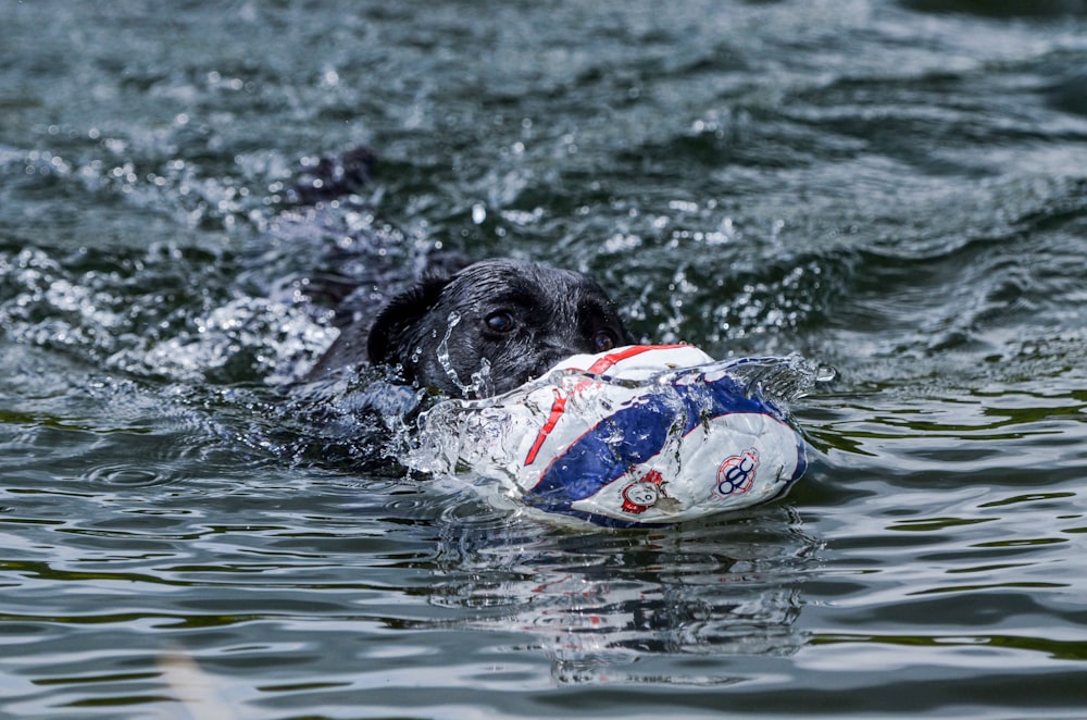 black labrador retriever on water during daytime