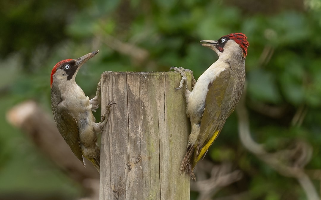  white and black bird on brown wooden fence during daytime woodpecker