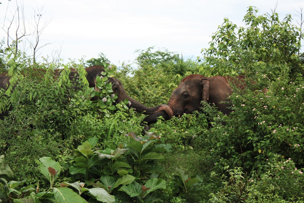 brown elephant eating green plant during daytime