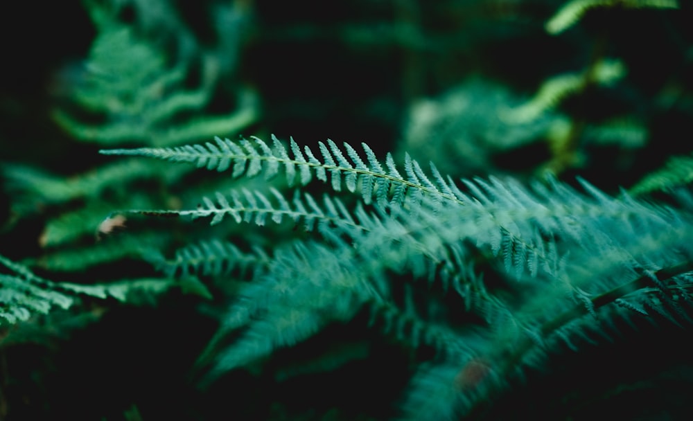 green fern plant in close up photography