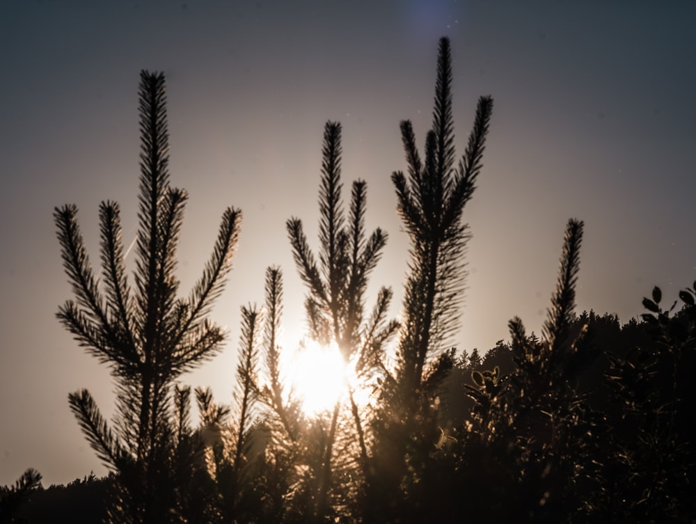 green pine tree during daytime