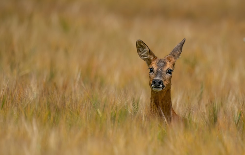 brown deer on green grass during daytime