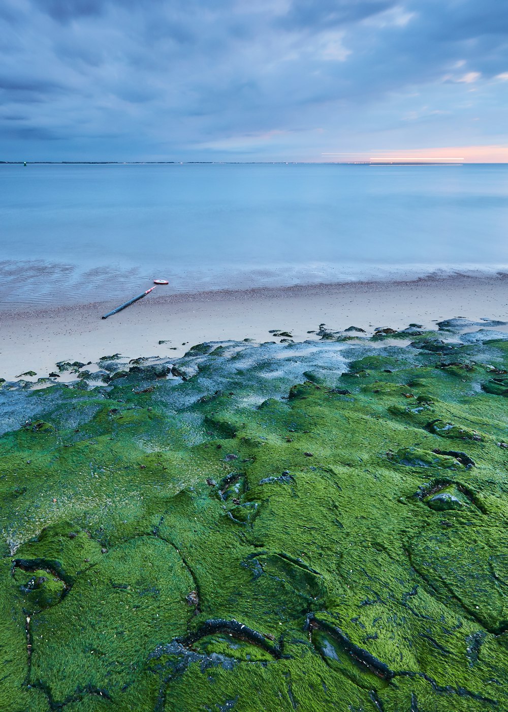 green moss on body of water during daytime