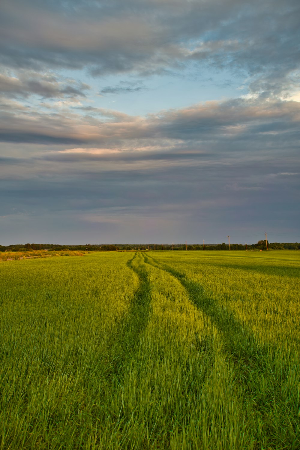 Champ d’herbe verte sous un ciel nuageux pendant la journée