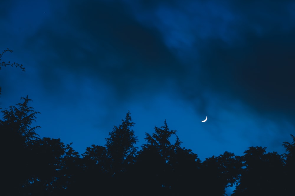 green trees under blue sky during night time