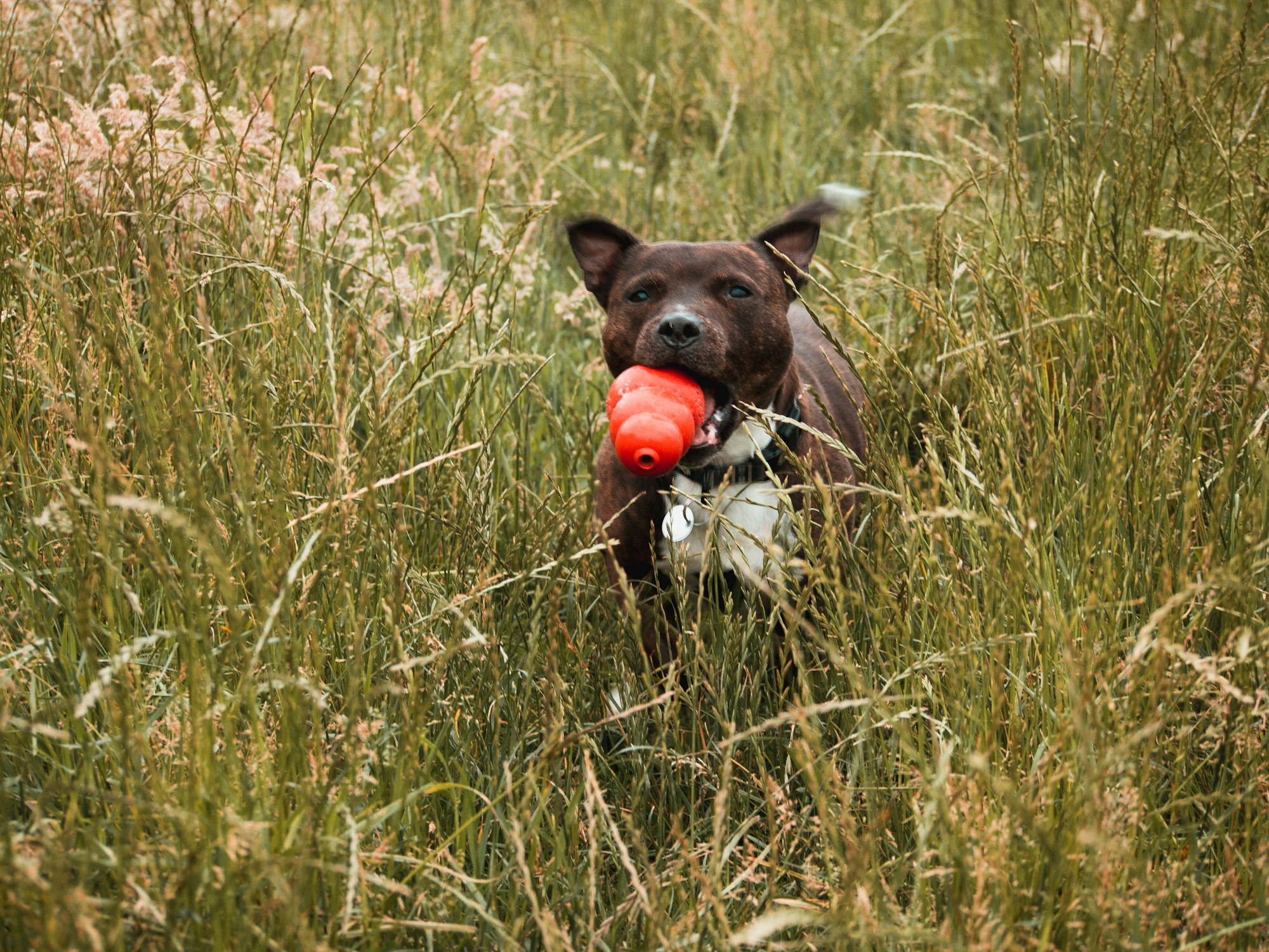 Brindle Staffordshire Bull Terrier running through fields with Kong chew in his mouth