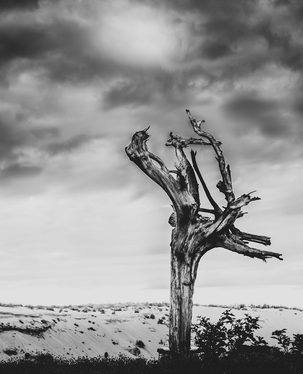 grayscale photo of bare tree on beach