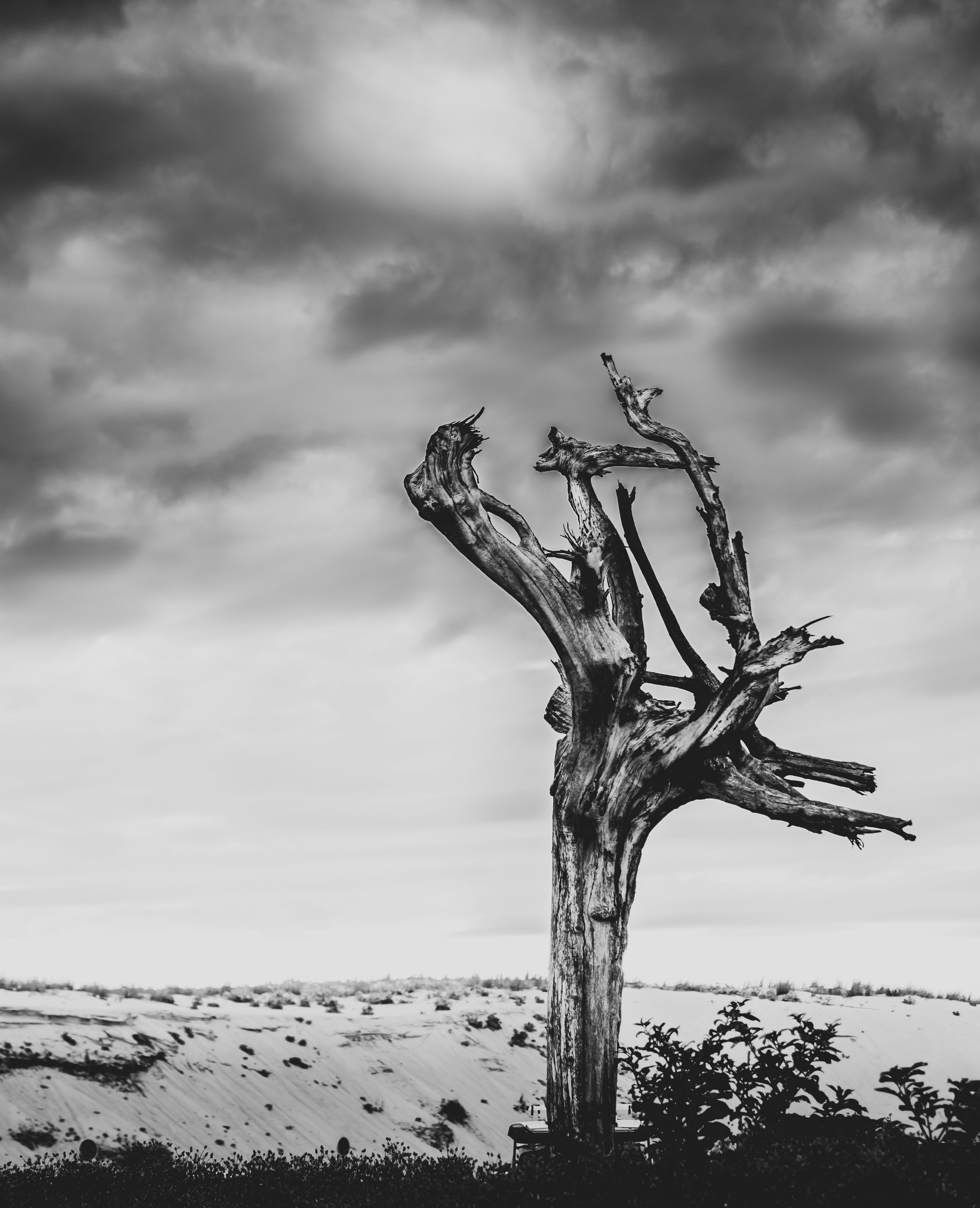 grayscale photo of bare tree on beach